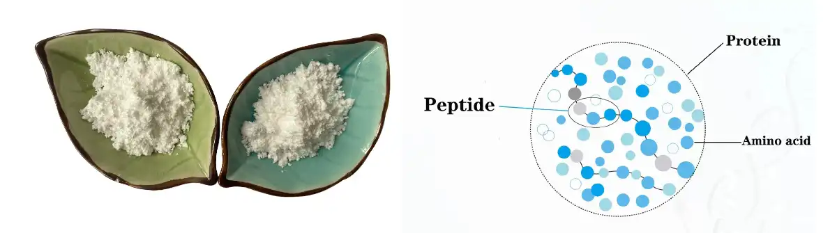 sea cucumber.jpg sea cucumber.jpg